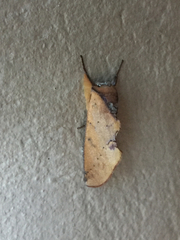 Hemiceratinae