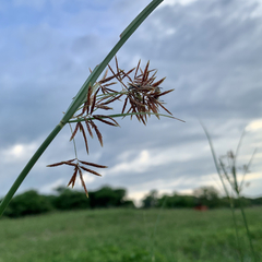 Cyperus denudatus