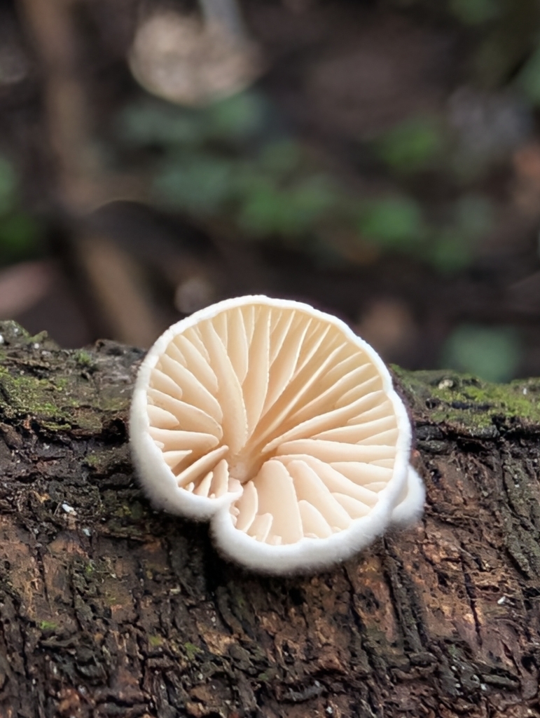 Crepidotus · March 2026 · photo: © pilmar (iNaturalist, cc0)