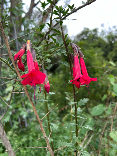 Sacred flower of the Incas (Cantua buxifolia)