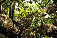 Guarianthe aurantiaca