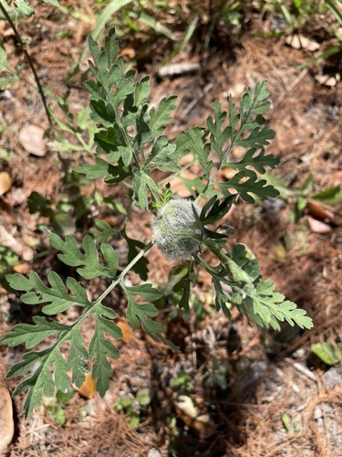Unknown species found near Weston, FL, US