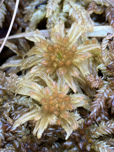 Beautiful Peatmoss (Sphagnum pulchrum)
