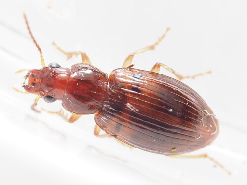 Bradycellus sharpi