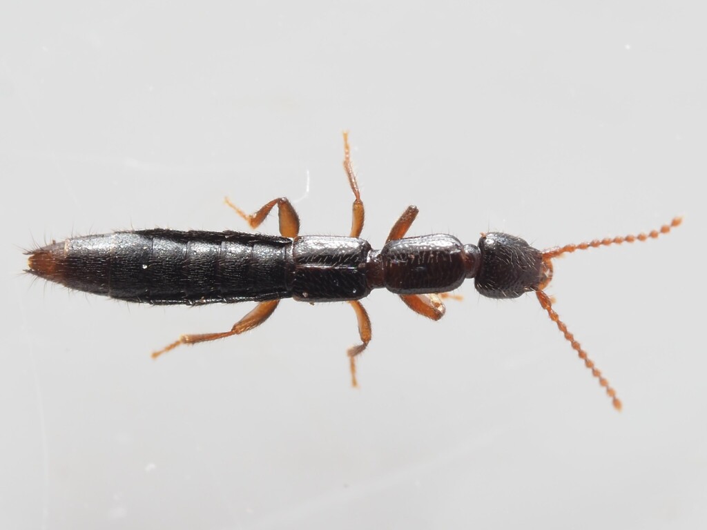 Lathrobium longulum