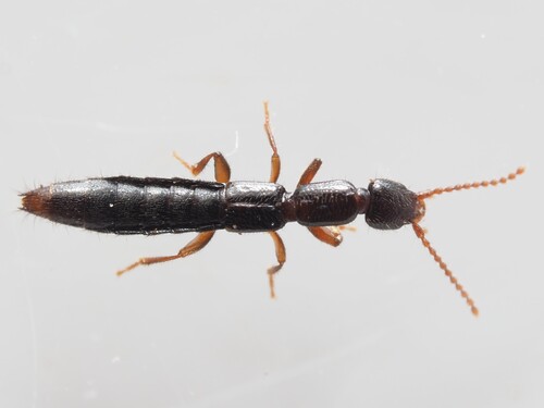 Lathrobium longulum
