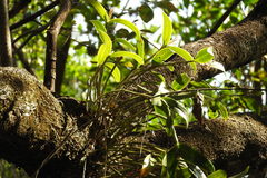 Guarianthe aurantiaca