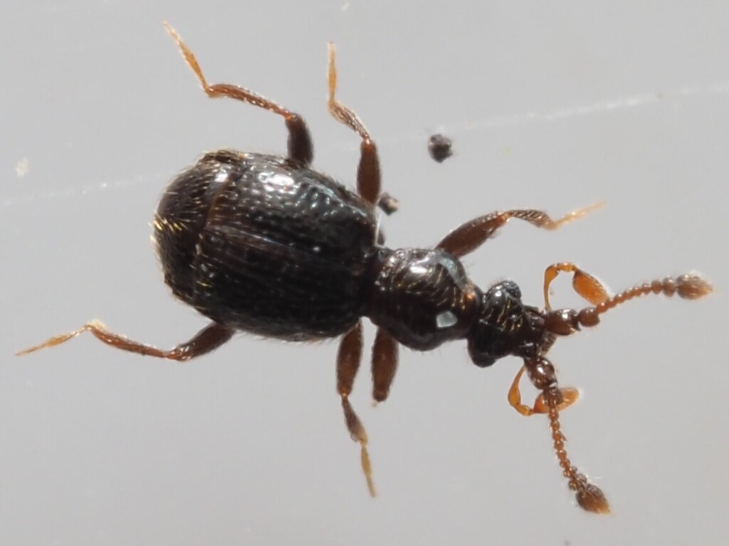 Bryaxis bulbifer