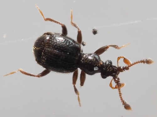 Bryaxis bulbifer