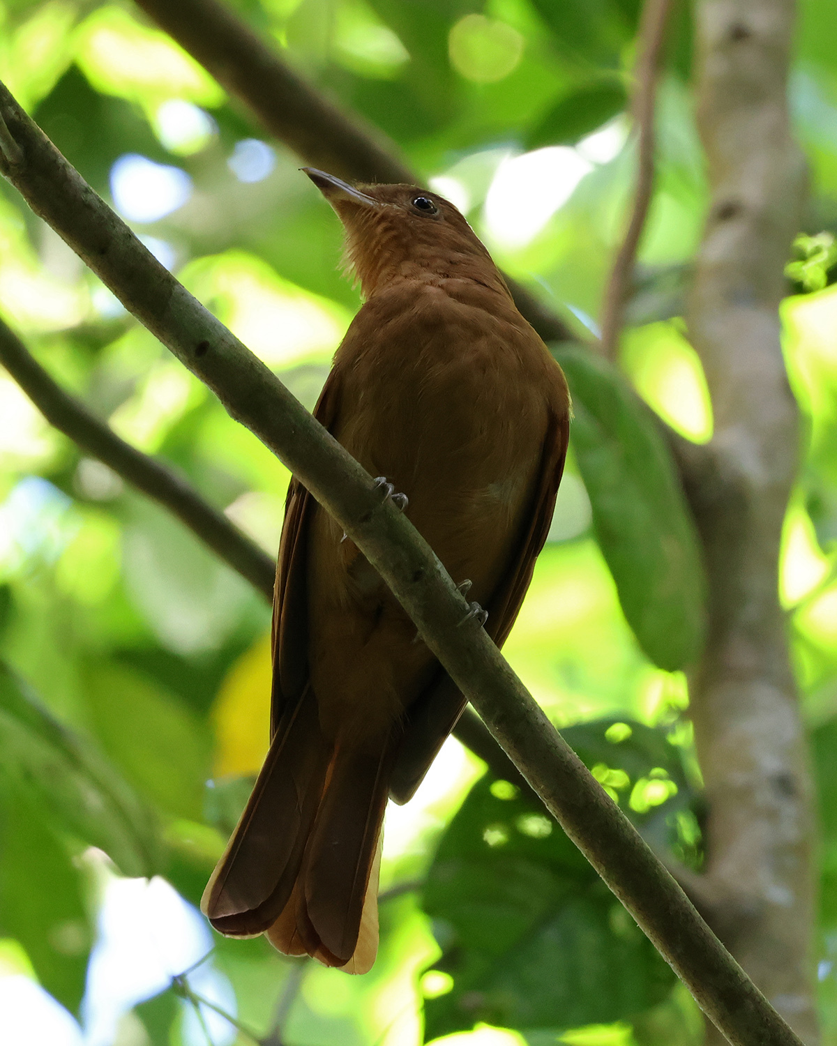 Rufous Piha (Lipaugus unirufus), photo 1