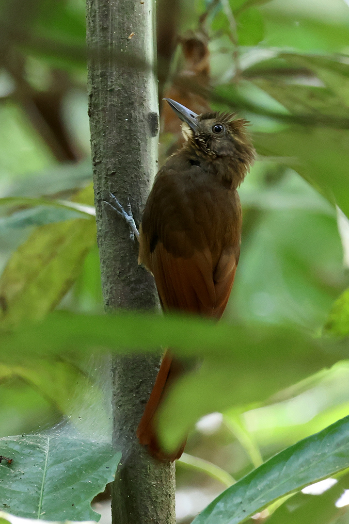 Tawny-winged Woodcreeper (Dendrocincla anabatina), photo 2