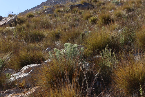 Powder Sceptre (Paranomus candicans)