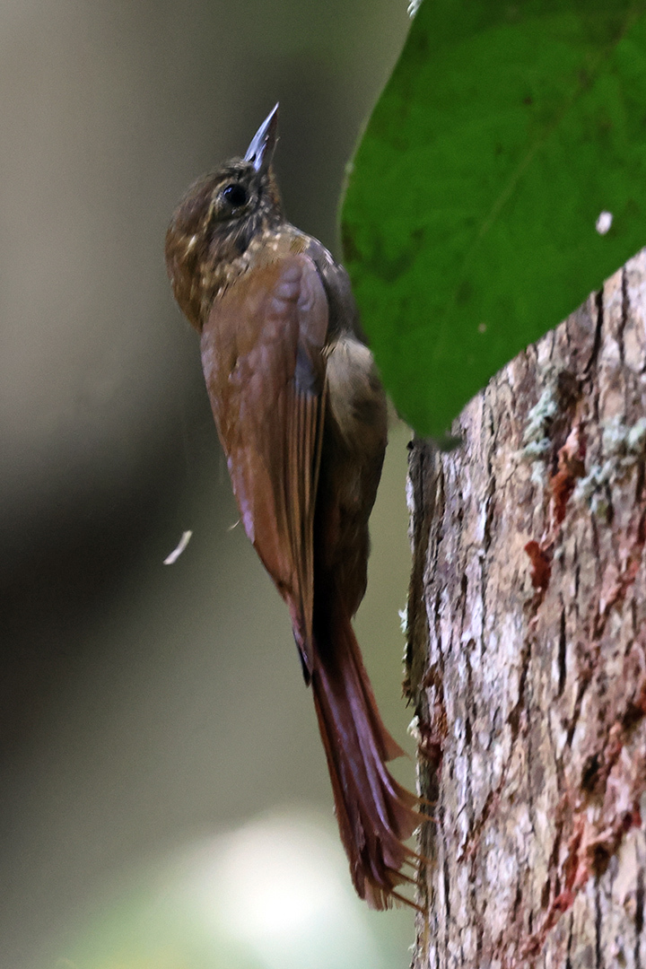 Wedge-billed Woodcreeper (Glyphorynchus spirurus), photo 6