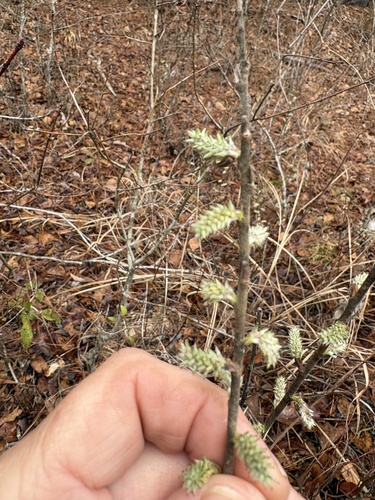 Prairie Willow (Salix humilis)
