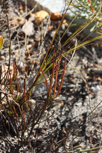 Mountain Sunspurge (Heliophila scoparia)