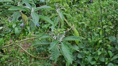 Solanum giganteum