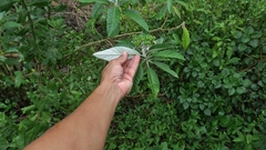 Solanum giganteum
