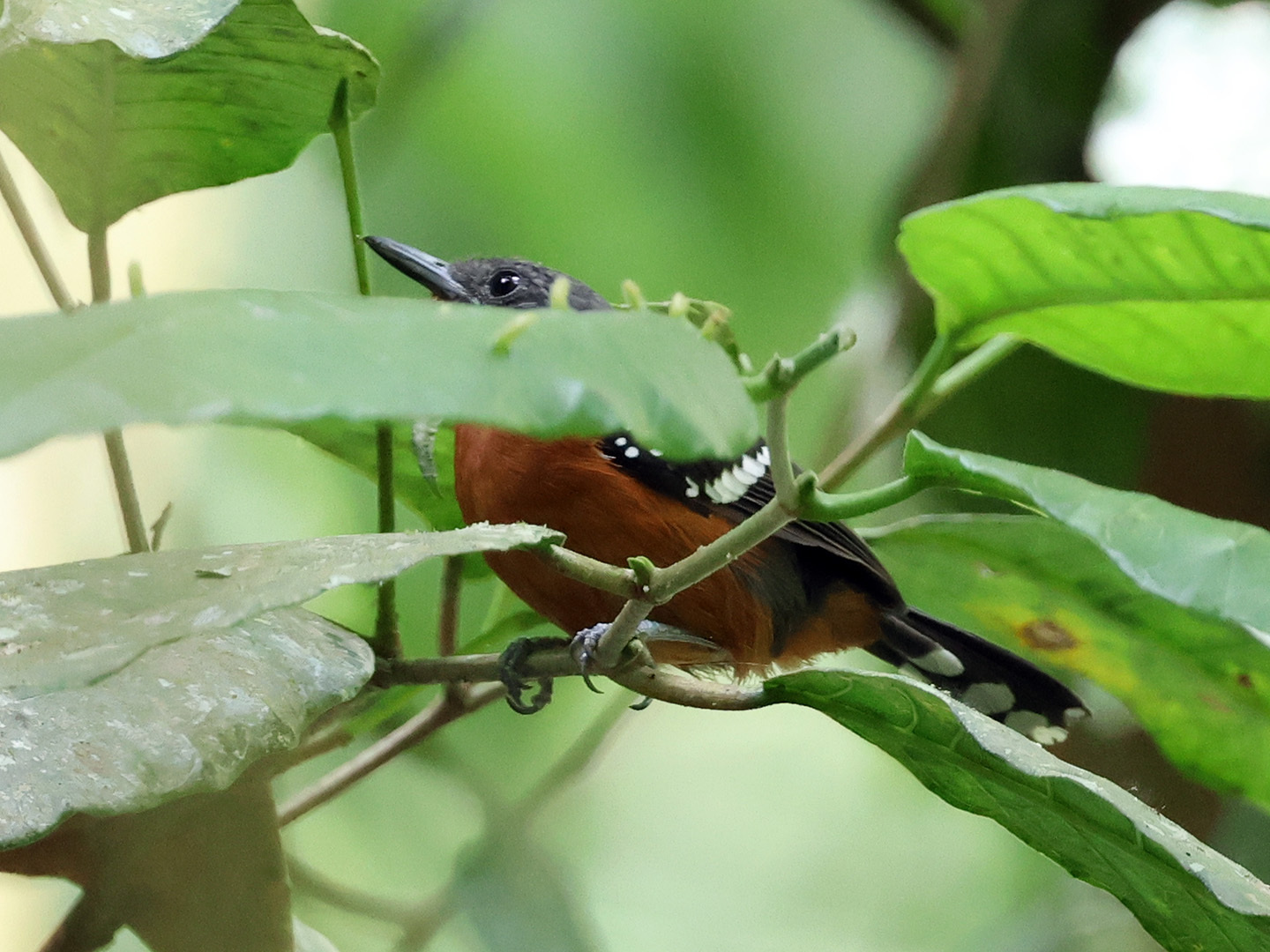 Dot-winged Antwren (Microrhopias quixensis), photo 5