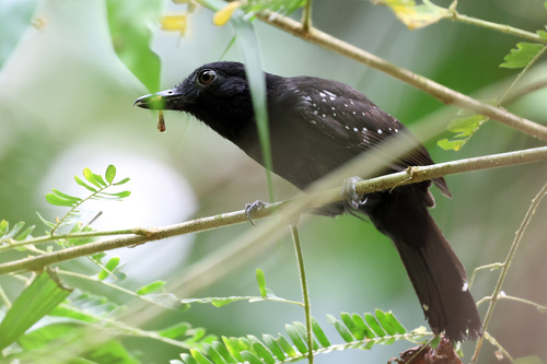 Black-hooded Antshrike (Thamnophilus bridgesi)