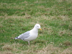 Larus argentatus argentatus