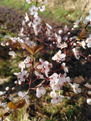 Prunus cerasifera pissardii