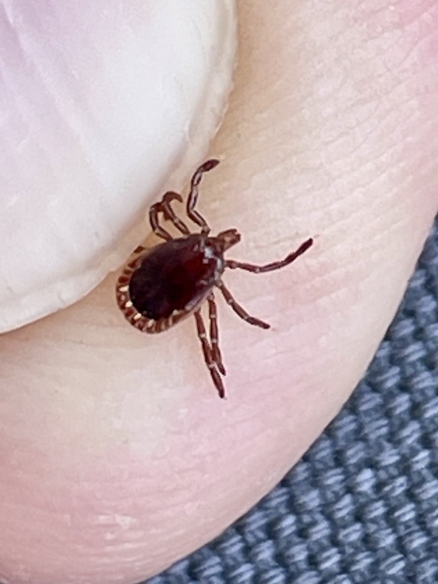 Amblyomma americanum Linnaeus, 1758