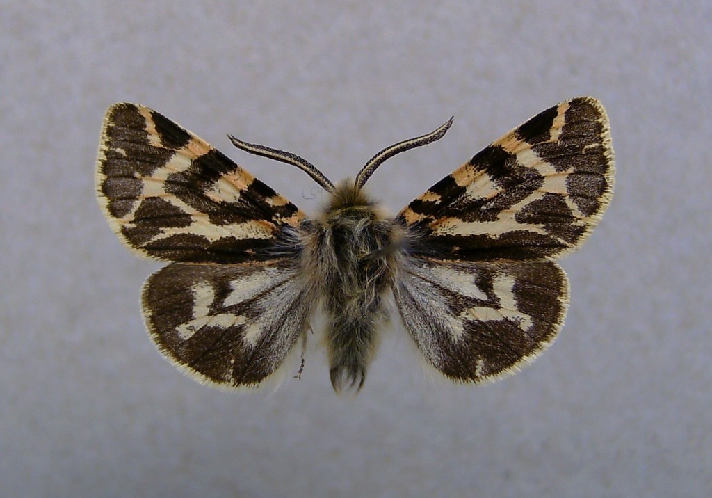 Winter Webworm