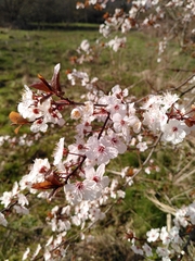 Prunus cerasifera pissardii