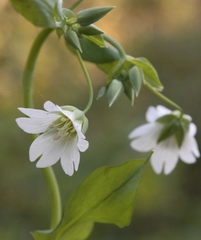 Cerastium davuricum