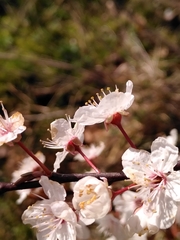 Prunus cerasifera pissardii