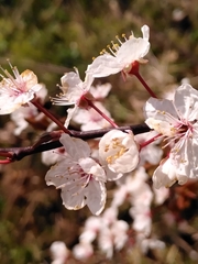 Prunus cerasifera pissardii