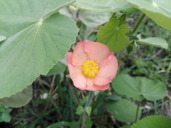 Callianthe pauciflora