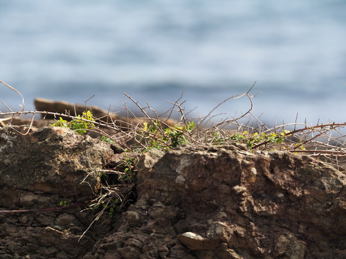 Image of Berchemia lineata by no rights reserved