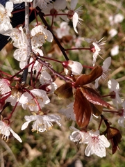 Prunus cerasifera pissardii