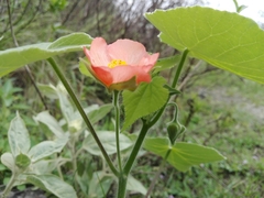 Callianthe pauciflora