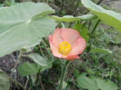 Callianthe pauciflora