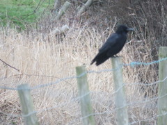 Corvus corone corone