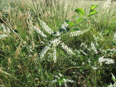 Aloysia scorodonioides scorodonioides
