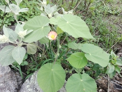 Callianthe pauciflora