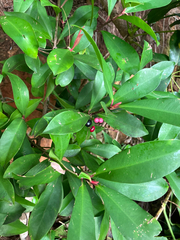 Ardisia elliptica, recorded fruiting