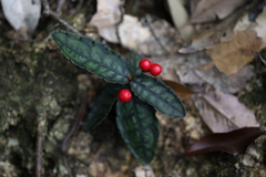 Ardisia violacea