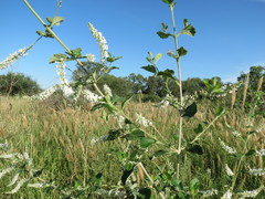 Aloysia scorodonioides scorodonioides