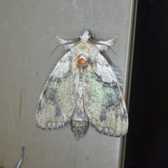 Farigia foliata