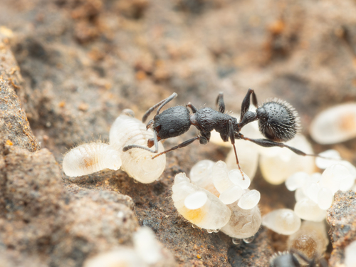 Temnothorax cabreraeTemnothorax cabrerae