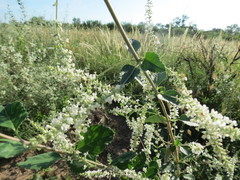 Aloysia scorodonioides scorodonioides