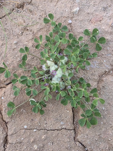 woolly clover