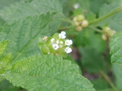 Lantana grisebachii