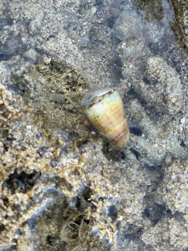 Conus planorbis observed 2026-03-01
