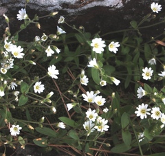 Cerastium krylovii