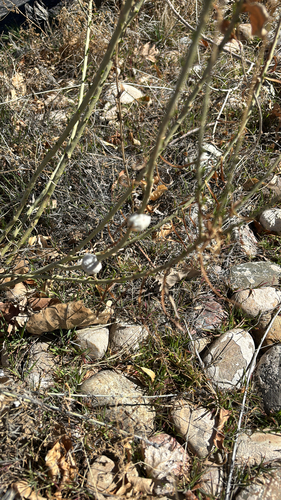 Unknown species found near B Rd, Grand Junction, CO, US